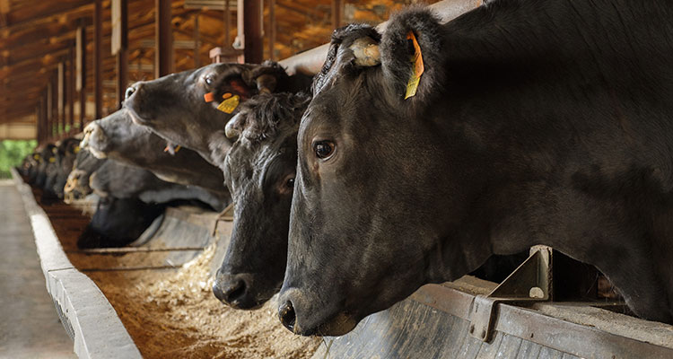 鹿児島黒牛｜JA鹿児島県経済連