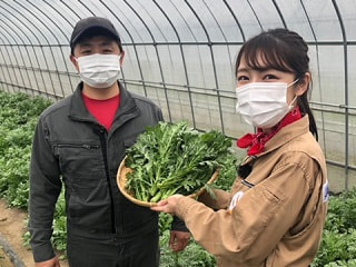 春菊