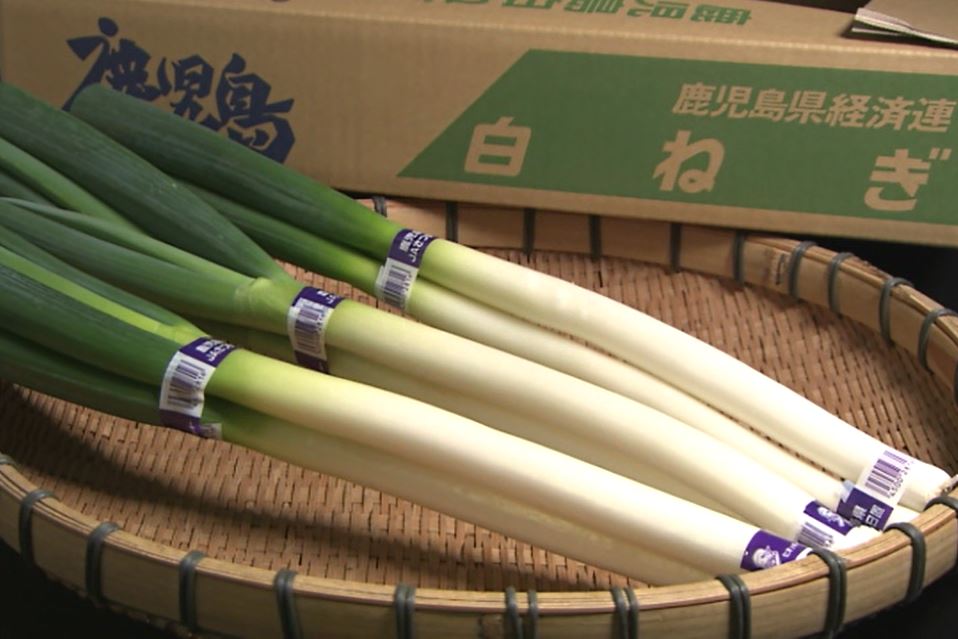 白ねぎ
