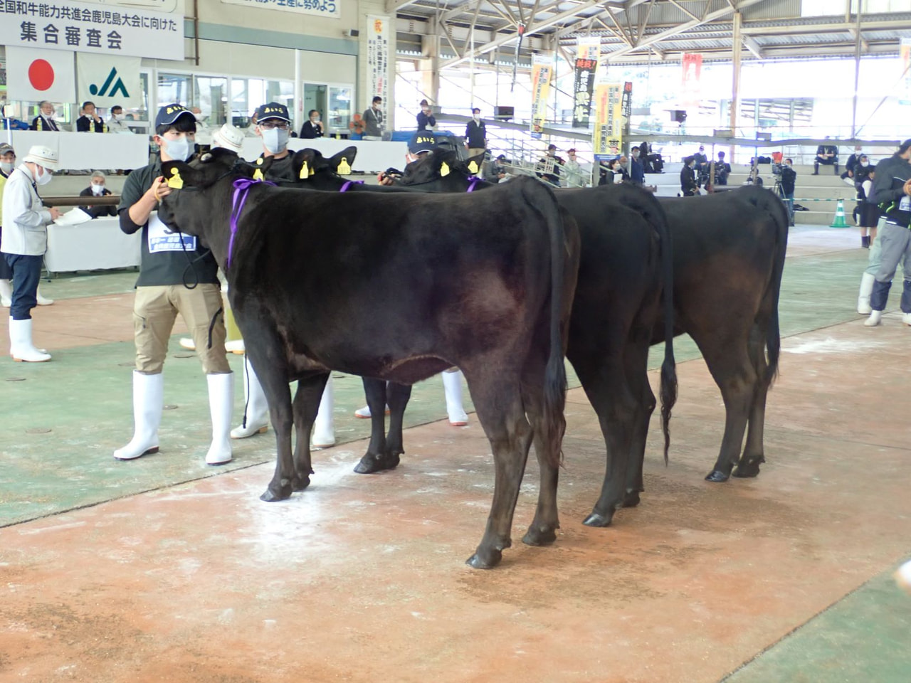 第１２回全国和牛能力共進会鹿児島大会に向けた「集合審査会および出品対策会議・技術員研修会」開催