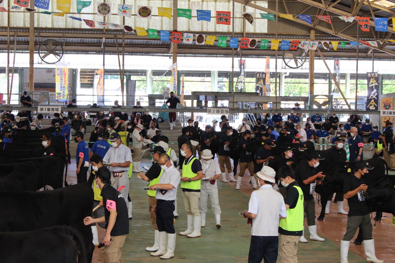 「第１２回全国和牛能力共進会」鹿児島県代表牛決定