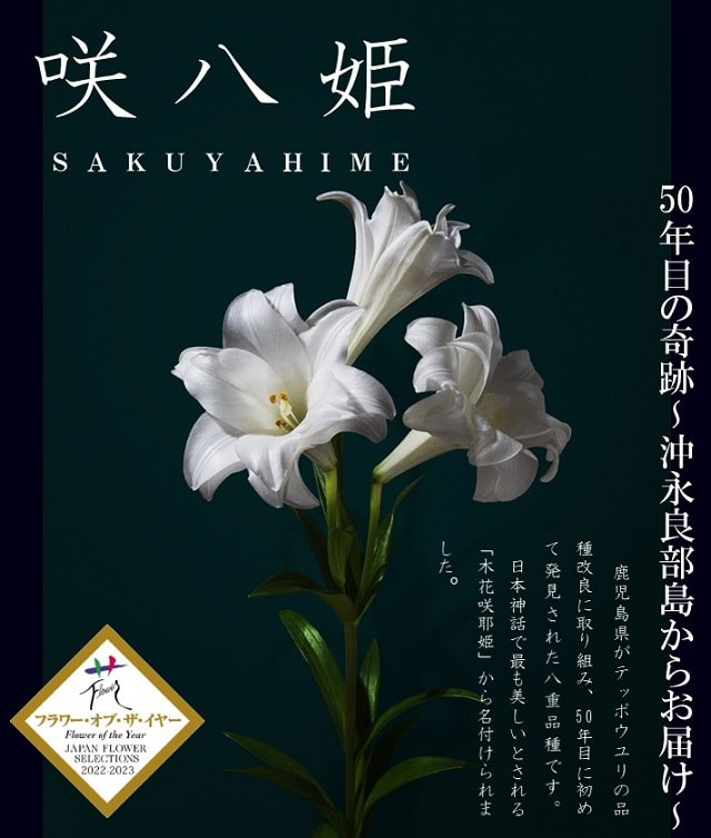 【３月１３日（月）～４月５日（水）】テッポウユリ「咲八姫」クラウドファンディング実施！！～50年目の奇跡・沖永良部島からお届け～