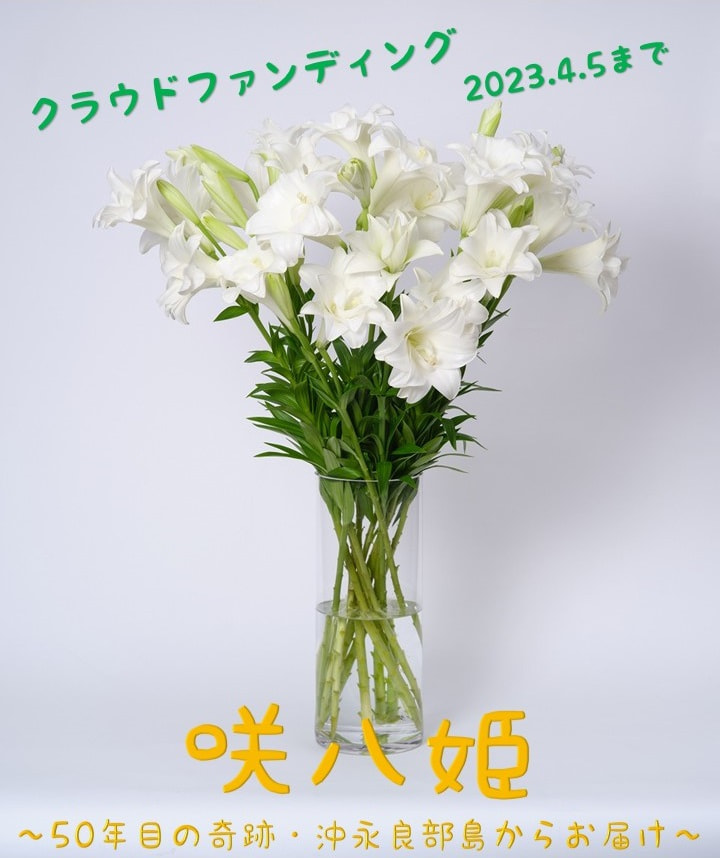 【４月５日（水）まで】テッポウユリ「咲八姫」クラウドファンディング実施中