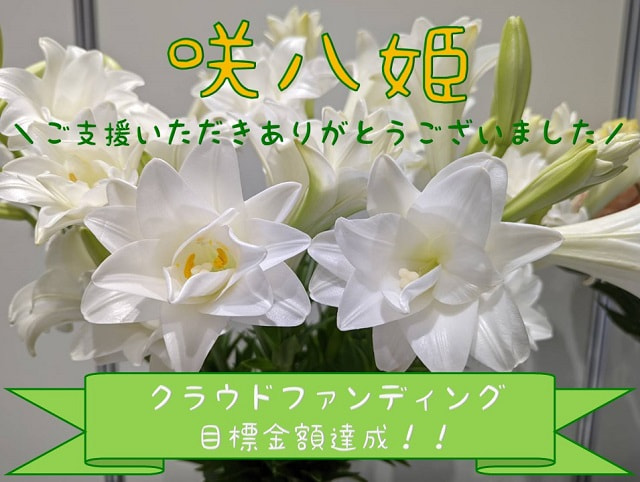テッポウユリ「咲八姫」　クラウドファンディング目標達成