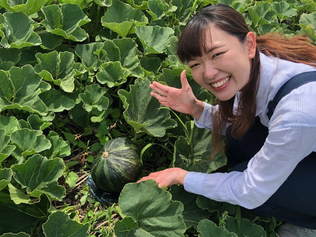 かぼちゃ