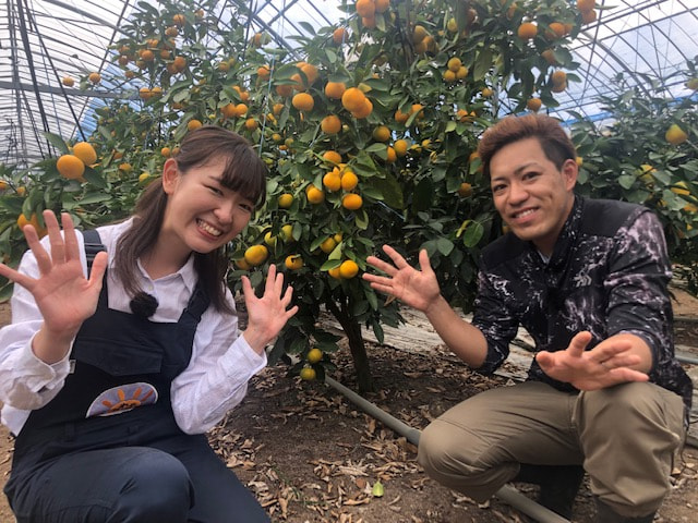 『たわわのわ』７月９日（日）１１：４０〜放送テーマは「ハウスみかん」