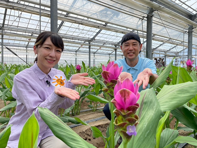 かごしまの花
