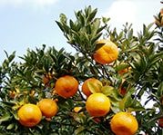 ぽんかん - JA鹿児島県経済連