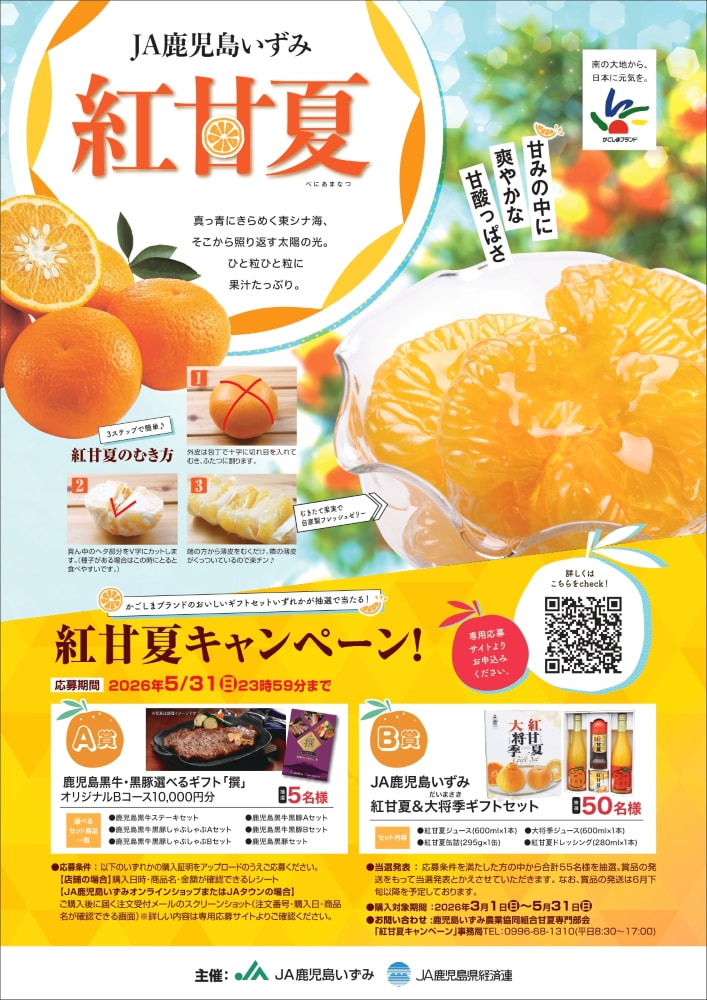 がんもさま専用出品 紅甘夏 4kg（約10玉）※他商品との同時購入不可【出荷 じっくり熟成】紅甘夏 結実実績あり！ 3年生 果樹